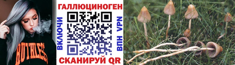 Псилоцибиновые грибы Psilocybe  Купить где  Чусовой 